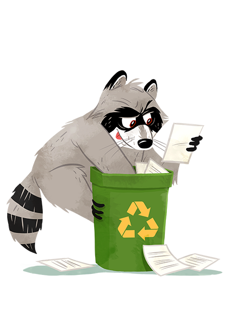 raccoon image